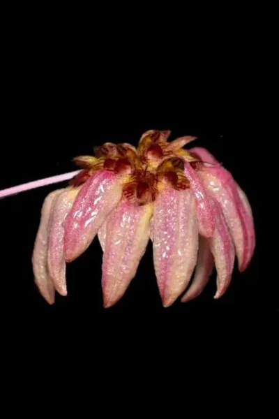 Bulbophyllum auratum Purple