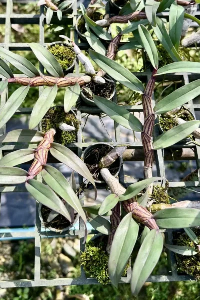 Dendrobium pulchellum