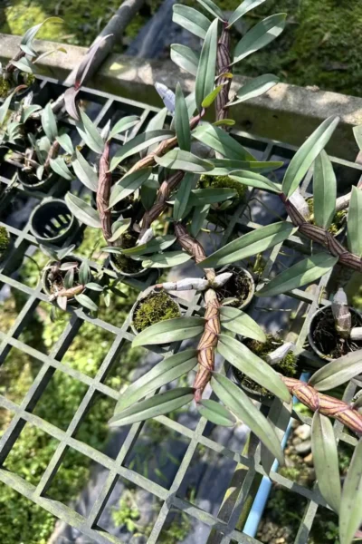 Dendrobium pulchellum