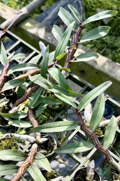 Dendrobium pulchellum
