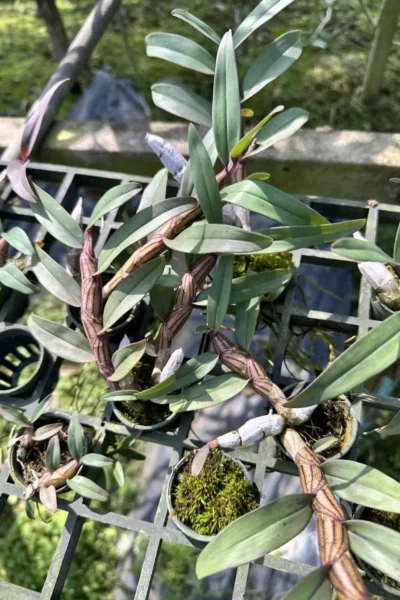 Dendrobium pulchellum