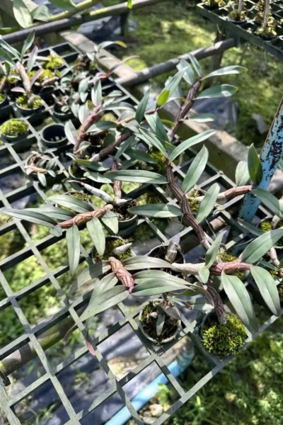 Dendrobium pulchellum