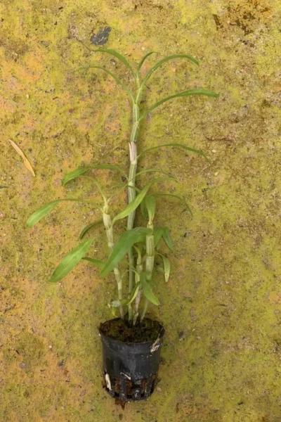 Dendrobium sutepense