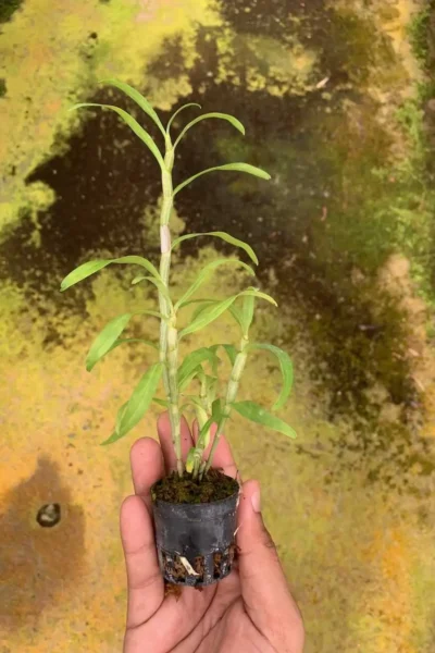 Dendrobium sutepense