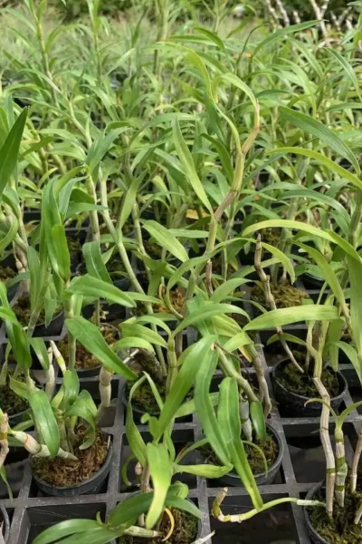 Dendrobium sutepense