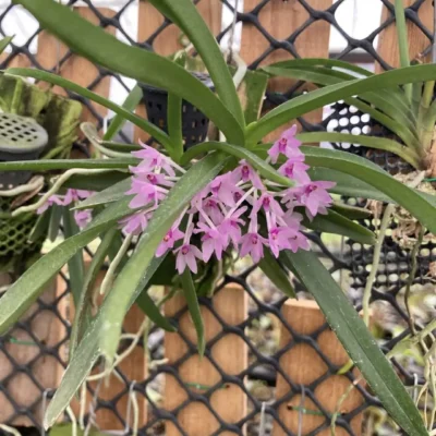 Vanda nana (Ascocentrum pusillum)