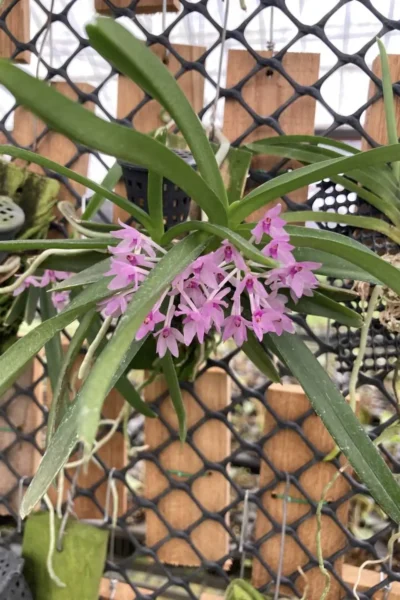 Vanda nana Ascocentrum pusillum