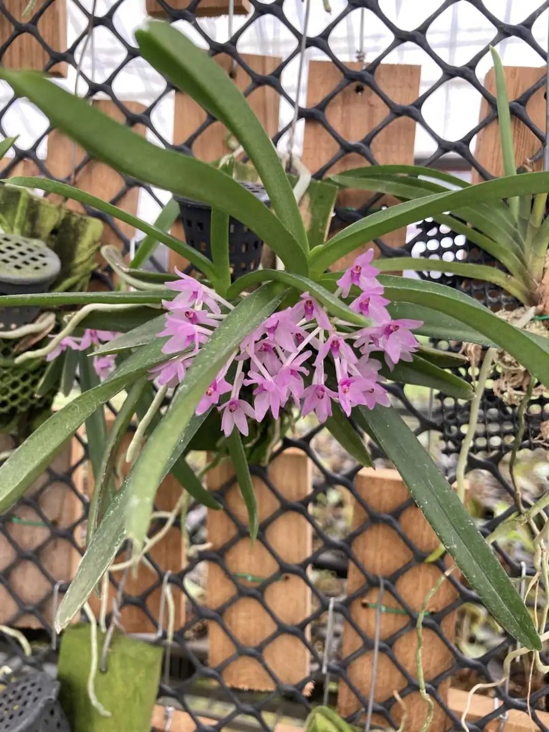 Vanda nana (Ascocentrum pusillum) – Buy Online | Sib Orchid Vanda nana Ascocentrum pusillum