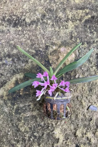 Vanda nana Ascocentrum pusillum
