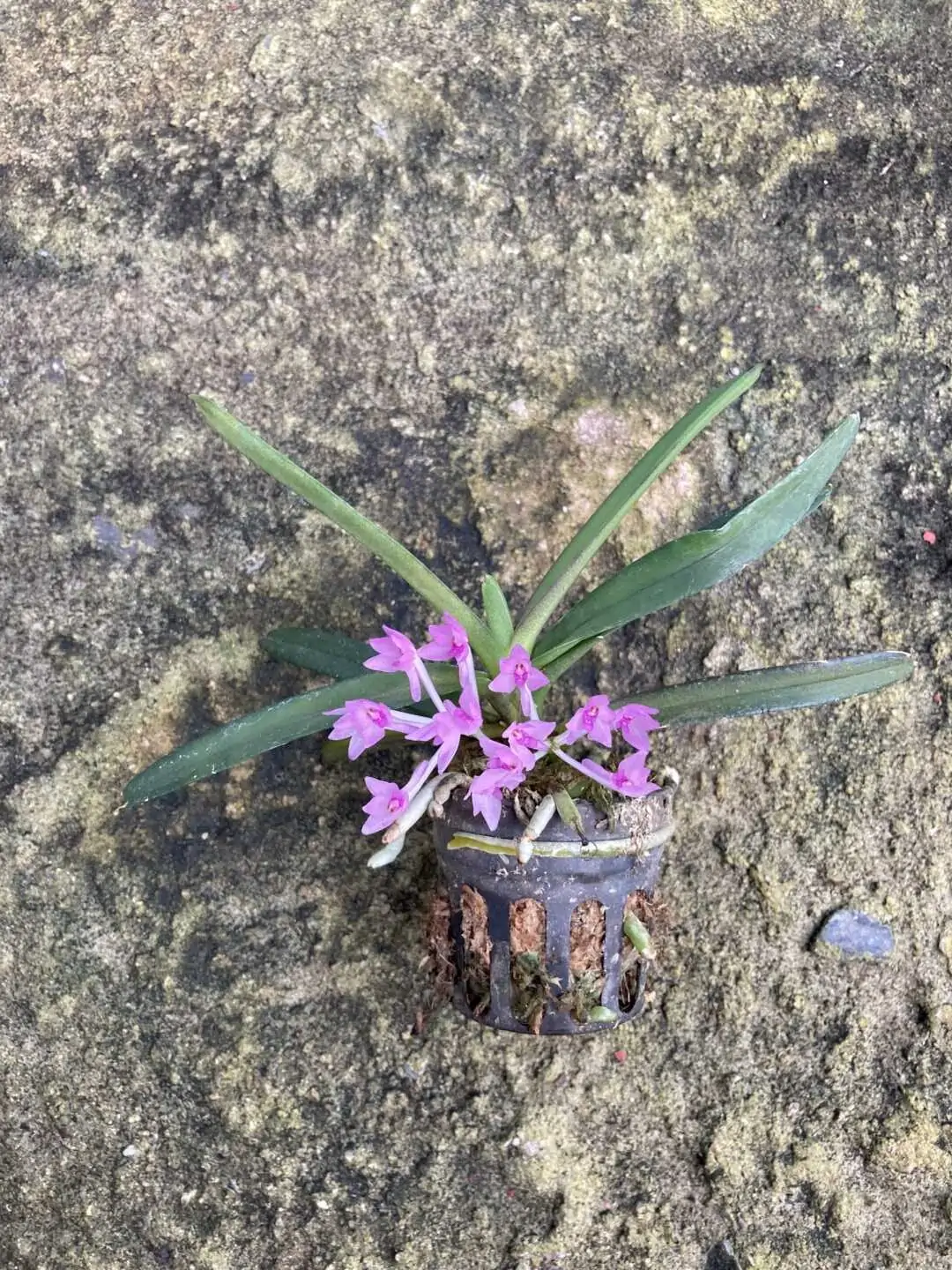 Vanda nana (Ascocentrum pusillum) – Buy Online | Sib Orchid Vanda nana Ascocentrum pusillum