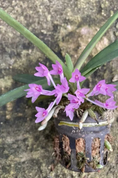 Vanda nana Ascocentrum pusillum