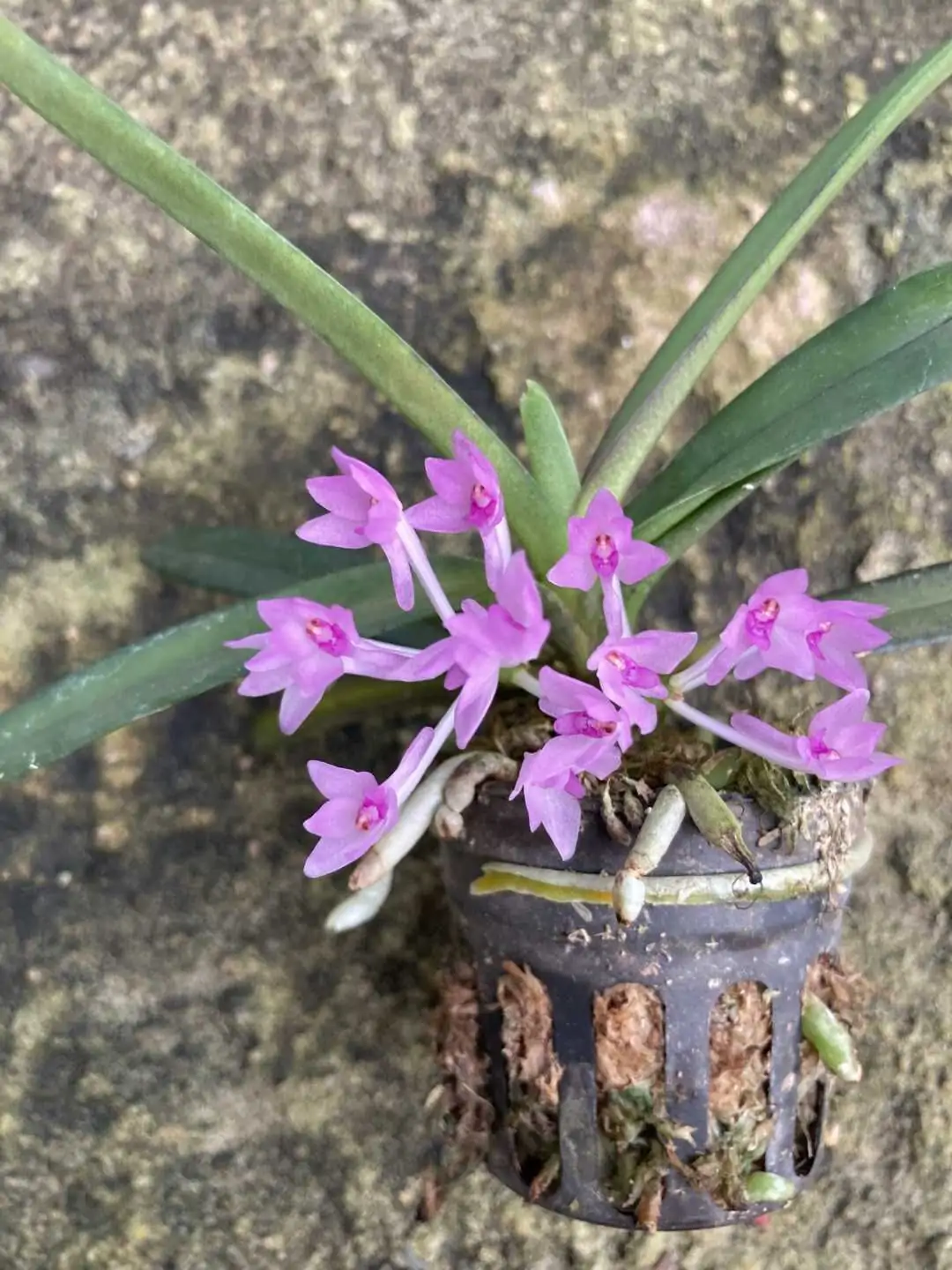 Vanda nana (Ascocentrum pusillum) – Buy Online | Sib Orchid Vanda nana Ascocentrum pusillum