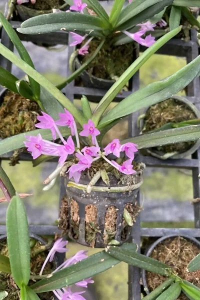 Vanda nana Ascocentrum pusillum