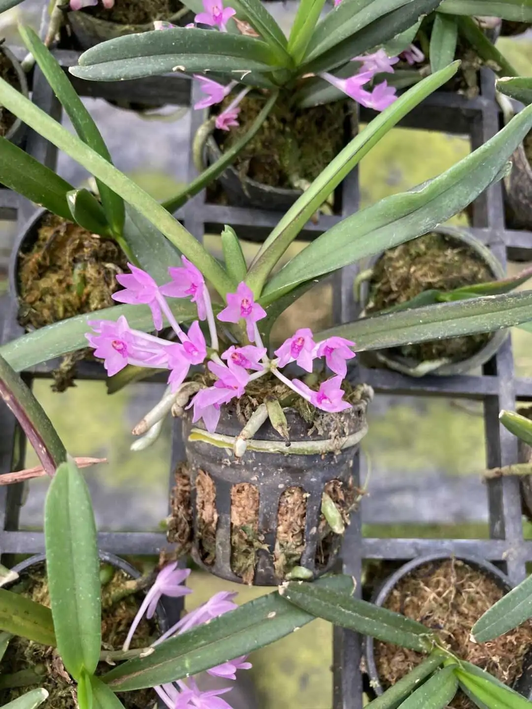 Vanda nana (Ascocentrum pusillum) – Buy Online | Sib Orchid Vanda nana Ascocentrum pusillum