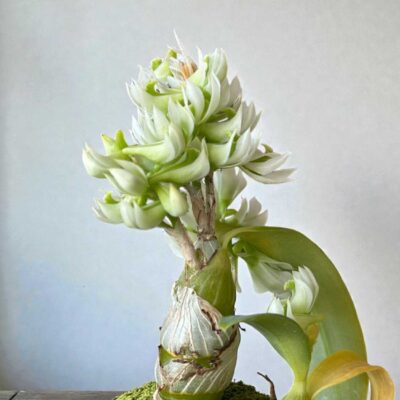 Dendrobium peguanum Alba