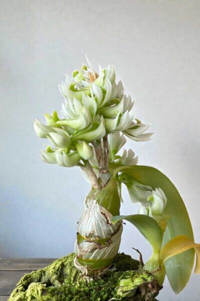 Dendrobium peguanum Alba