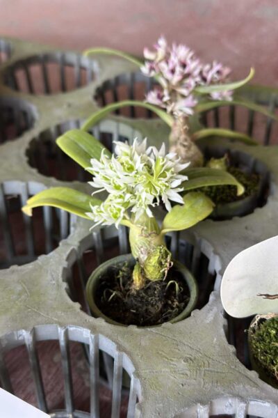 Dendrobium peguanum Alba