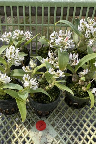 Dendrobium peguanum Alba