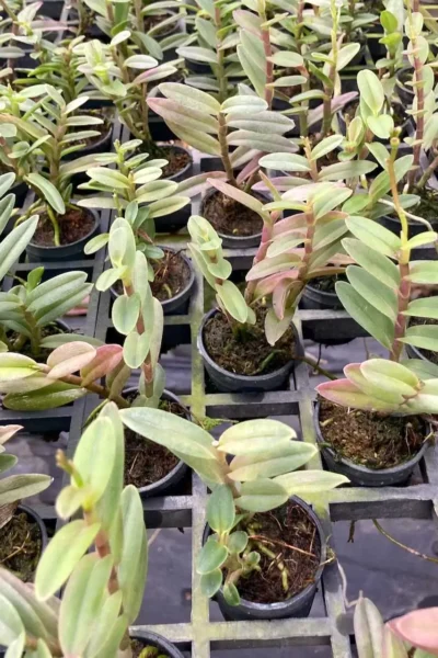 Epidendrum Hybrids Dark Pink