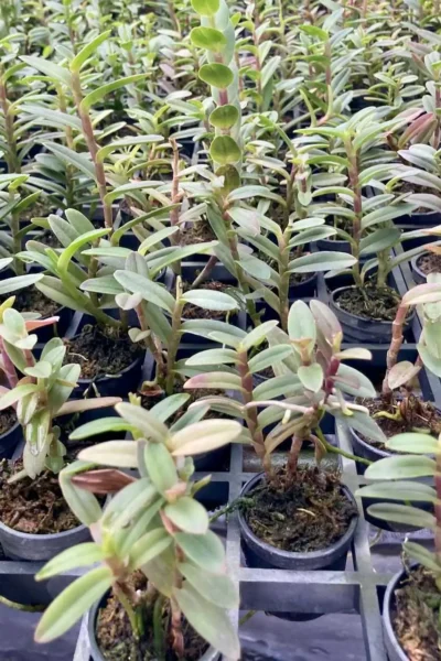 Epidendrum Hybrids Dark Pink