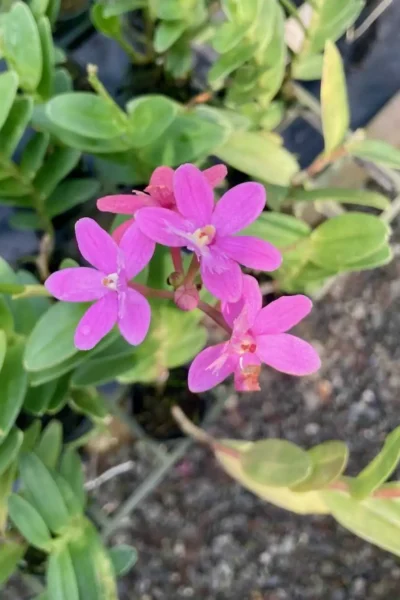 Epidendrum Hybrids Dark Pink