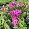 Epidendrum Hybrids Dark Pink