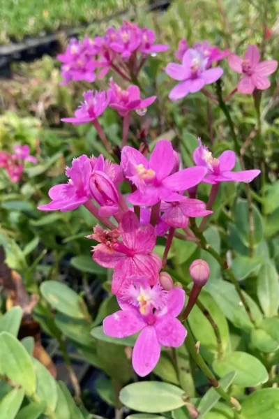 Epidendrum Hybrids Dark Pink
