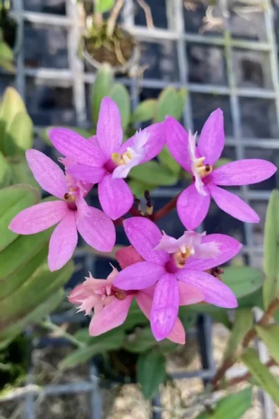 Epidendrum Hybrids Dark Pink