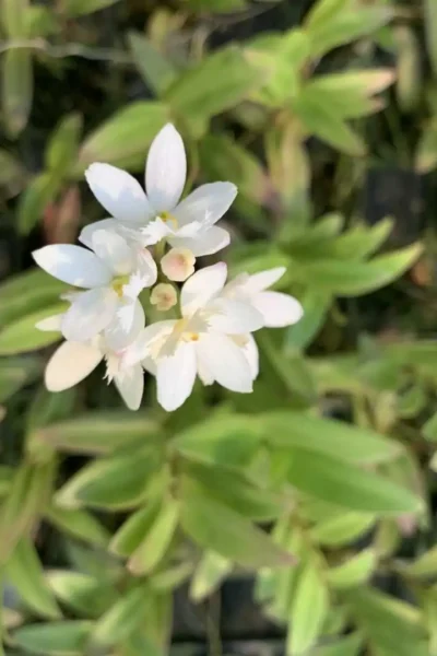 Epidendrum Hybrids "White"