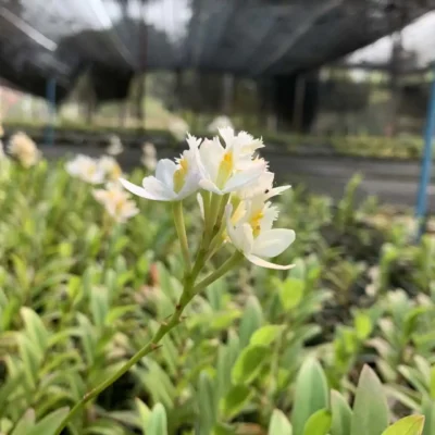 Epidendrum Hybrids White