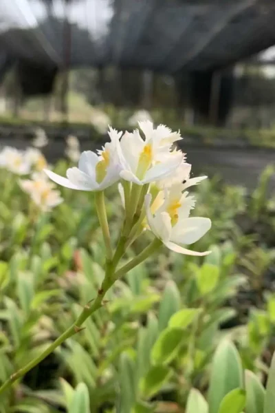 Epidendrum Hybrids "White"