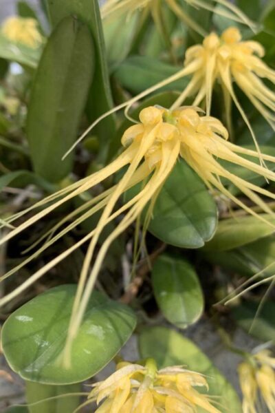 Bulbophyllum verginatum blooming size orchid with yellow green flowers