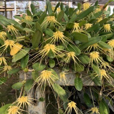Understanding Orchid Blooming Cycles -Why Orchids Don’t Flower at the Same Time – Buy Online | Sib Orchid Bulbophyllum verginatum blooming size orchid with yellow green flowers
