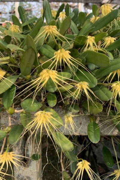 Bulbophyllum verginatum blooming size orchid with yellow green flowers