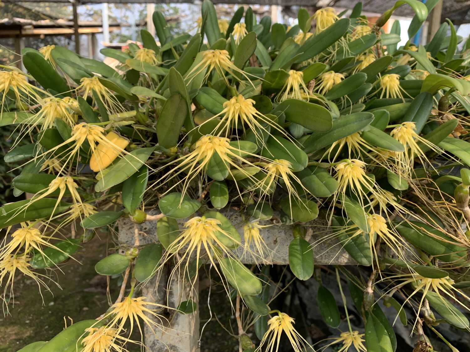 Bulbophyllum verginatum blooming size orchid with yellow green flowers