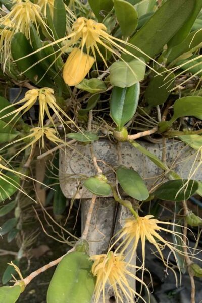 Bulbophyllum verginatum blooming size orchid with yellow green flowers