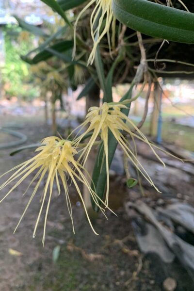 Bulbophyllum verginatum blooming size orchid with yellow green flowers