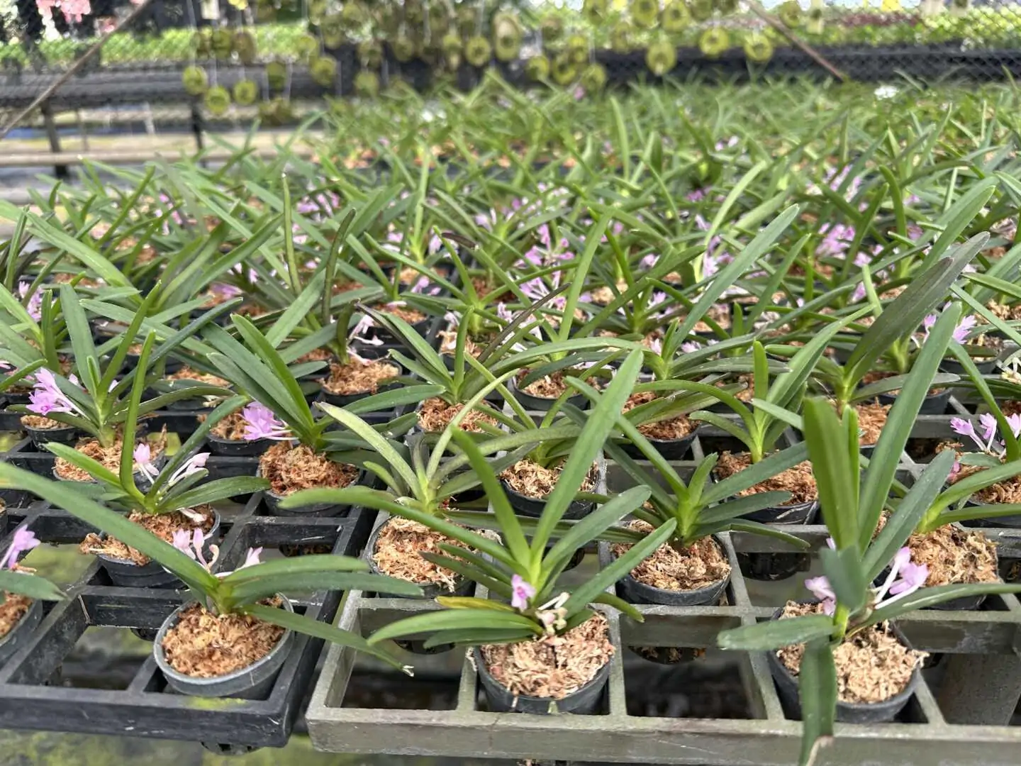 Vanda nana (Ascocentrum pusillum) – Buy Online | Sib Orchid Vanda nana (Ascocentrum pusillum) - Image 5