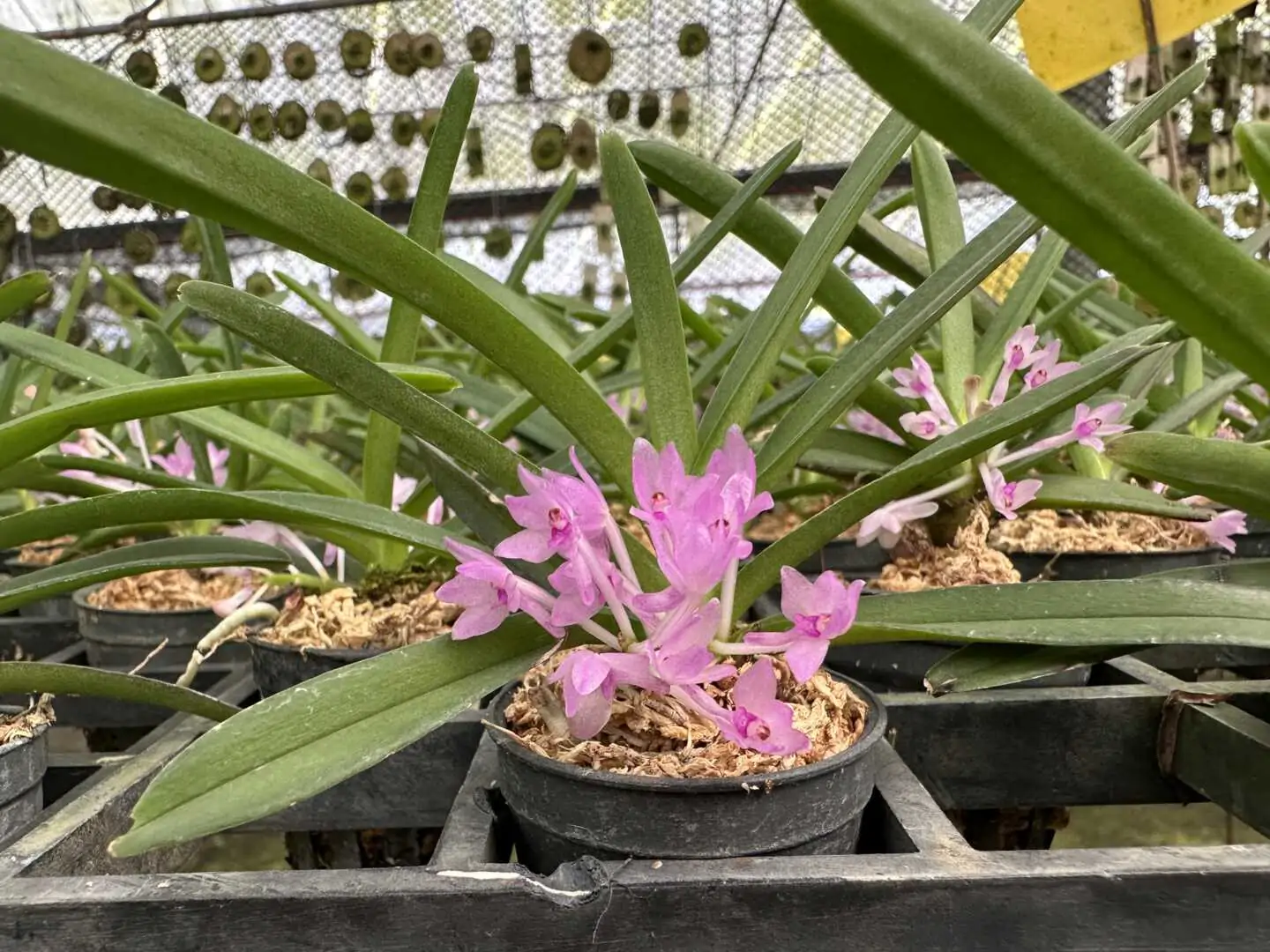 Vanda nana (Ascocentrum pusillum) – Buy Online | Sib Orchid Vanda nana (Ascocentrum pusillum) - Image 6