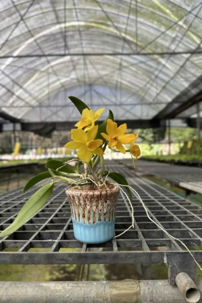 Cattleya Yellow miniature