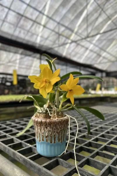 Cattleya Yellow miniature