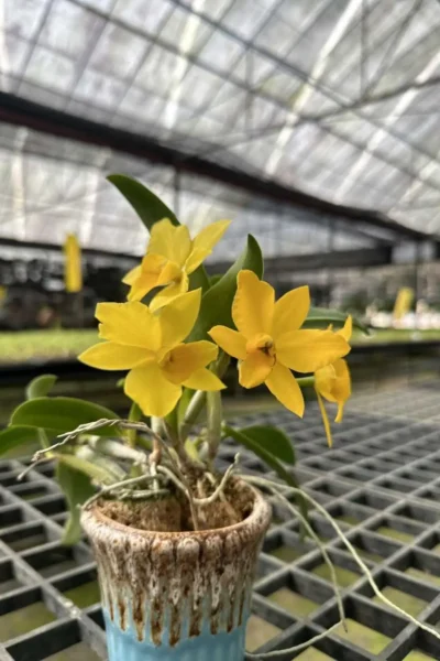 Cattleya Yellow miniature