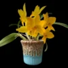 Cattleya Yellow miniature – Buy Online | Sib Orchid Cattleya Yellow miniature