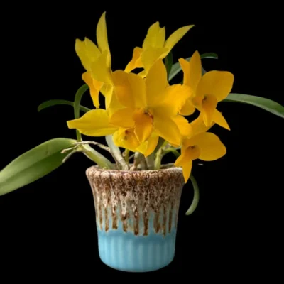 Cattleya Yellow miniature