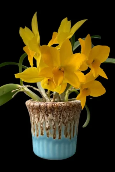 Cattleya Yellow miniature