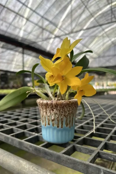 Cattleya Yellow miniature