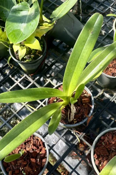 Paphiopedilum parishii