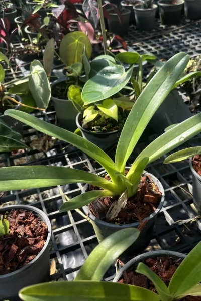 Paphiopedilum parishii