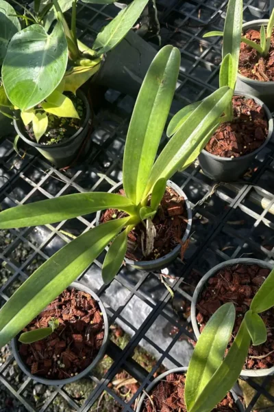 Paphiopedilum parishii