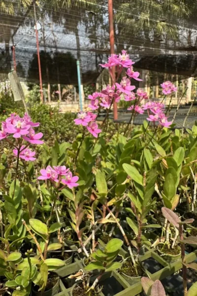 Epidendrum Wedding Valley,